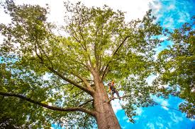 Reliable Pompton Lakes, NJ Tree Removal Solutions