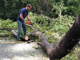 Best Stump Grinding and Removal  in Pompton Lakes, NJ