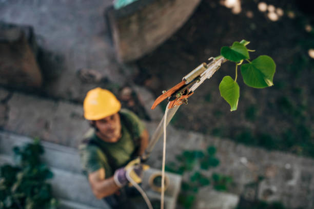 Best Leaf Removal  in Pompton Lakes, NJ