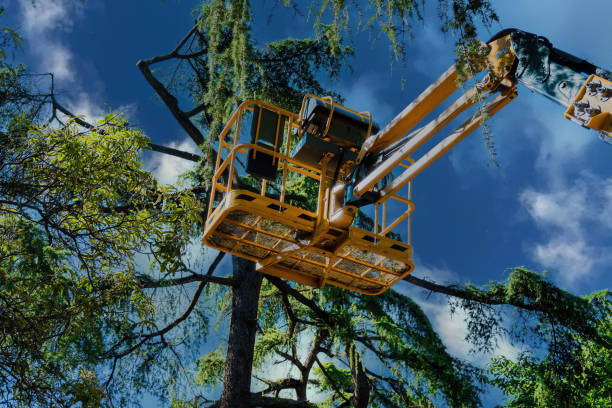 Best Tree Maintenance Programs  in Pompton Lakes, NJ