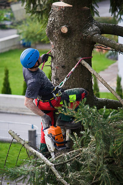 Best Tree and Shrub Care  in Pompton Lakes, NJ