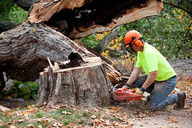 Best Tree Risk Assessment  in Pompton Lakes, NJ