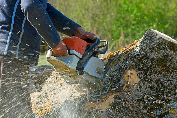Best Lawn Disease Treatment  in Pompton Lakes, NJ