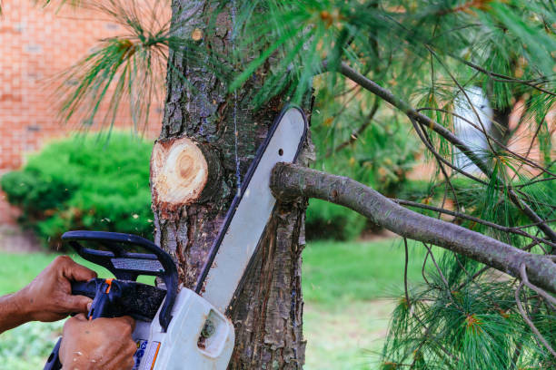 Best Root Management and Removal  in Pompton Lakes, NJ